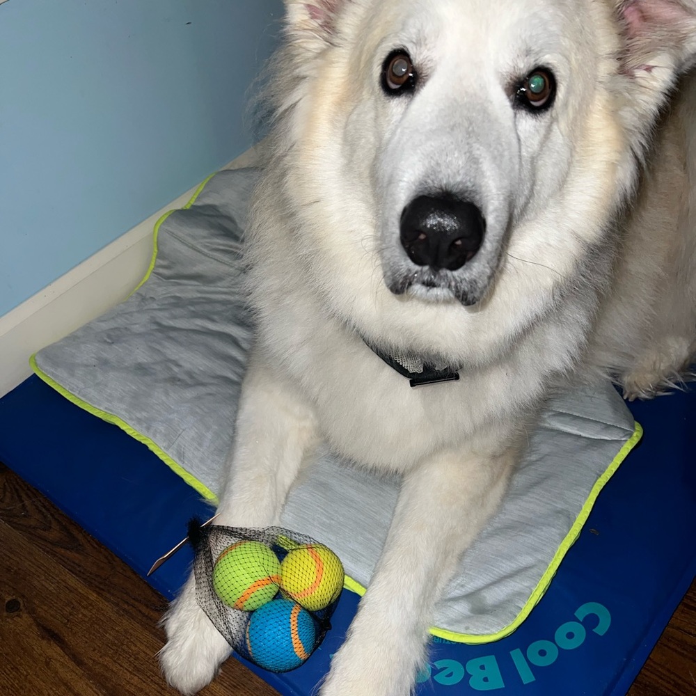 3/$15 NWT Dog Tennis Ball Set - Blue, Green, Yellow - Picture 3 of 7